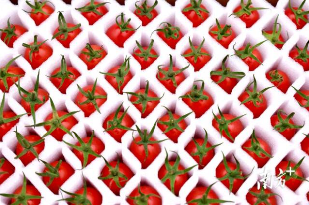 精包装的界炮圣女果。 精包装的界炮圣女果。