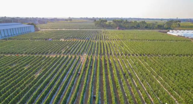 绿海红果,界炮之最。 图片