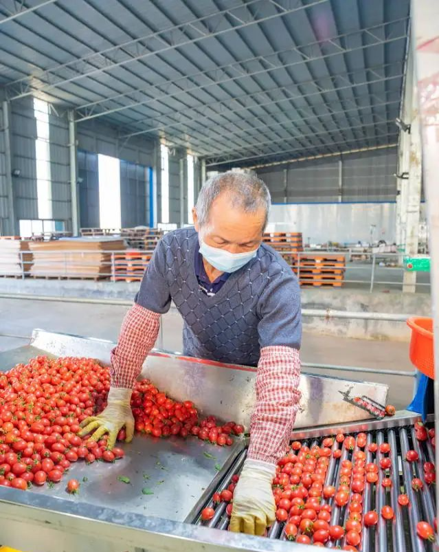 负责分拣裂果圣女果的农户。 图片