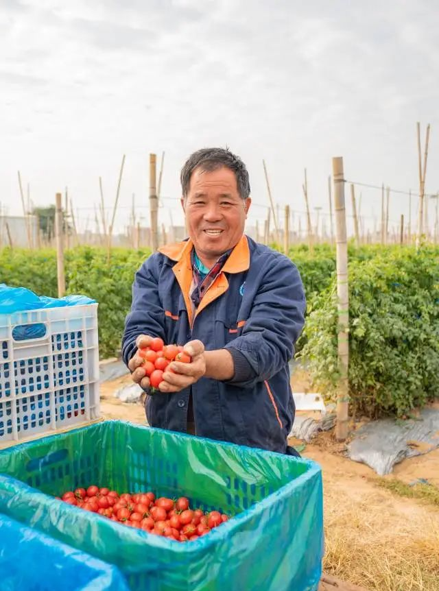 负责种植管理圣女果的农户赵志平。 图片