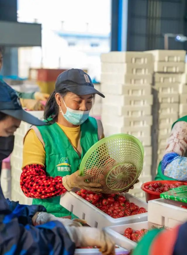 负责包装圣女果的工人。 图片